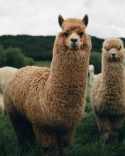 Wandelen met Alpaca's